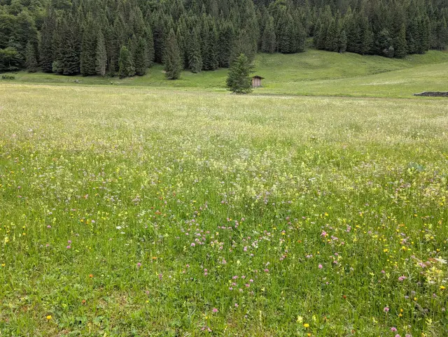 Blühende, artenreiche Almwiese in Kleinarl