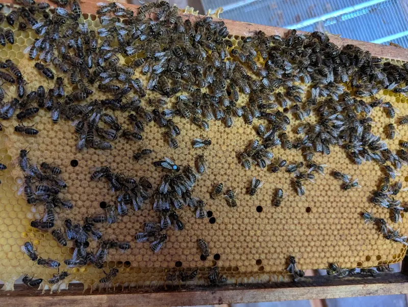 Brutwabe voller dunkler Bienen, in der Mitte die blau markierte Königin