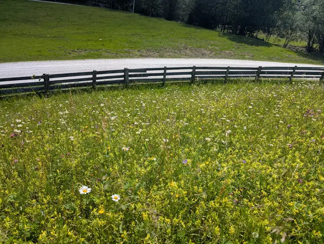 Sommerwiese mit Margeriten in Kleinarl