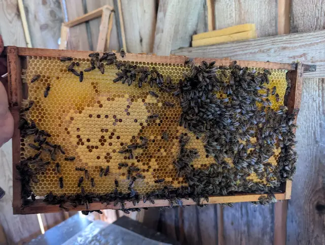 Rähmchen mit dunklen Bienen in der Hand
