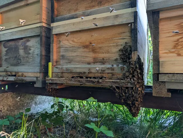 Bienenbart am Flugloch einer Beute