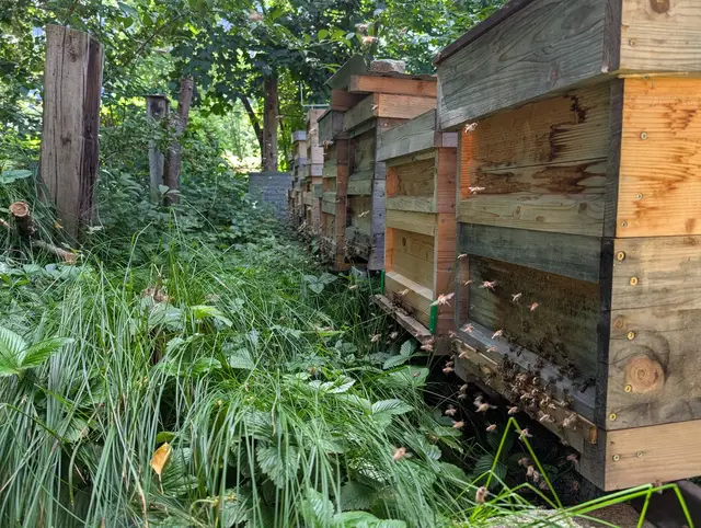 Beutenreihe am Heimstand mit Bienen im Flug