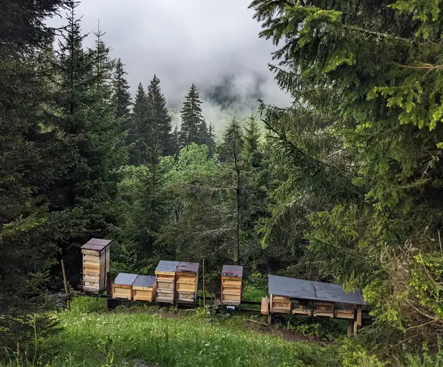 Wald und Almwiesen am Schneeberg auf 1.400 Metern