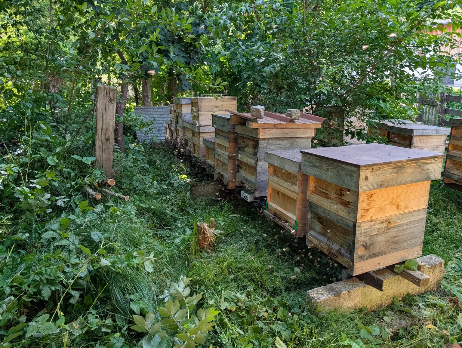 Bienenstand Reinbach auf 570 Metern